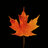 mapletree